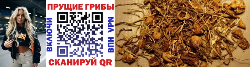Галлюциногенные грибы Cubensis  Неман 